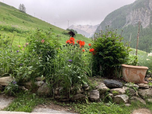Chalet soleniou - le jardin fleuri